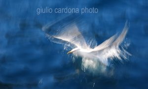 fotografia di categoria B due misure disponibili: 60cm x 90cm o inferiore. si consiglia: stampa su forex, alluminio o tela pittorica.