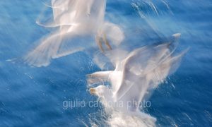 fotografia di categoria B misura disponibile: 45cm x 75cm o inferiore. si consiglia: stampa su tela pittorica.