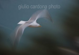 fotografia di categoria A due misure disponibili: 60cm x 90cm o inferiore. si consiglia: stampa su forex, alluminio o tela pittorica.