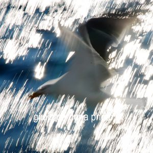 fotografia di categoria A misura disponibile: 50cm x 50cm o inferiore. si consiglia: stampa su tela pittorica.