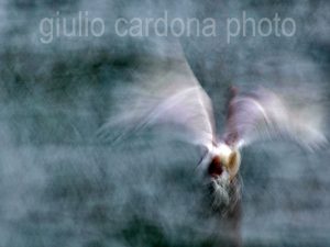 fotografia di categoria A due misure disponibili: 60cm x 90cm o inferiore. si consiglia: stampa su forex, alluminio o tela pittorica.