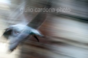 fotografia di categoria B due misure disponibili: 60cm x 90cm o inferiore. si consiglia: stampa su forex, alluminio o tela pittorica.