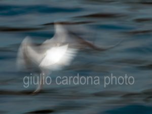 fotografia di categoria B una misura disponibile: 30cm x 40cm o inferiore. si consiglia: stampa su forex, alluminio o tela pittorica.