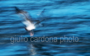 fotografia di categoria B una misura disponibile: 25cm x 40cm o inferiore. si consiglia: stampa su forex, alluminio o tela pittorica.