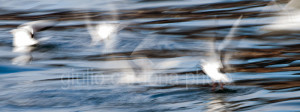 fotografia di categoria B una misura disponibile: 30cm x 80cm o inferiore. si consiglia: stampa su forex, alluminio o tela pittorica.