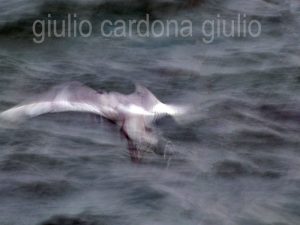 fotografia di categoria A due misure disponibili: 60cm x 90cm o inferiore. si consiglia: stampa su forex, alluminio o tela pittorica.