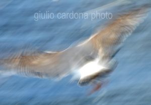 fotografia di categoria A due misure disponibili: 70cm x 100cm o inferiore. si consiglia: stampa su alluminio.