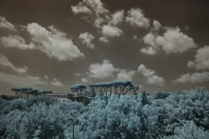 DSC_1797