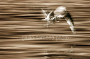 fotografia di categoria B INFRARED due misure disponibili: 60cm x 90cm o inferiore. si consiglia: stampa su forex, alluminio o tela pittorica.