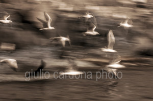 fotografia di categoria B INFRARED due misure disponibili: 60cm x 90cm o inferiore. si consiglia: stampa su forex, alluminio o tela pittorica.