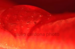 gelato alla fragola 50x75
