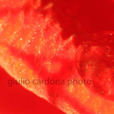 il bacio 50x80