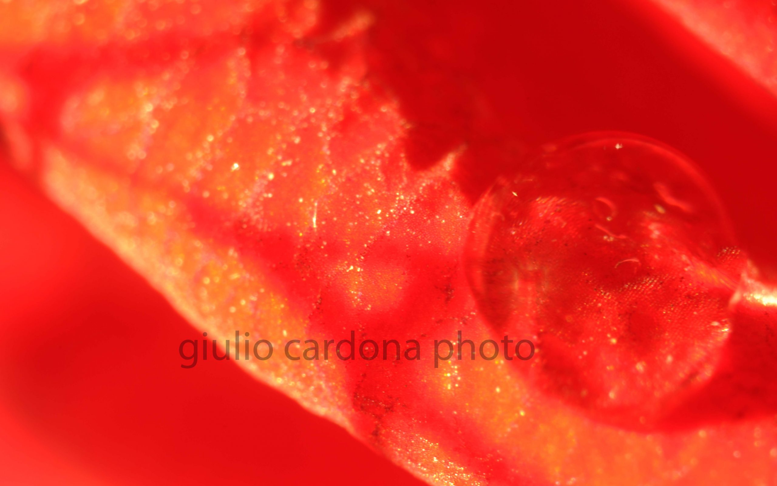 il bacio 50x80