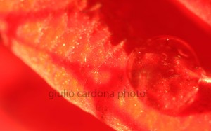 il bacio 50x80