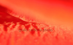 il mare di lava 50x80