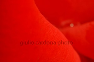 il tocco vellutato 50x75