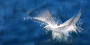 il viaggiatore nel tempo 50x100
