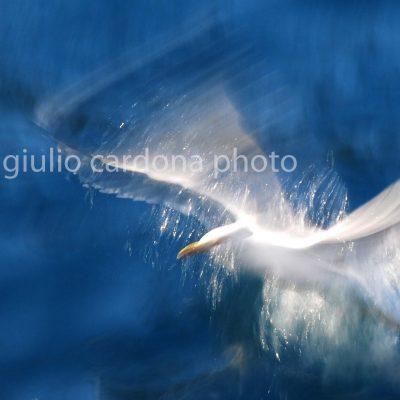 il viaggiatore nel tempo 50x100