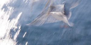 il volo del colibrì 50 x 100