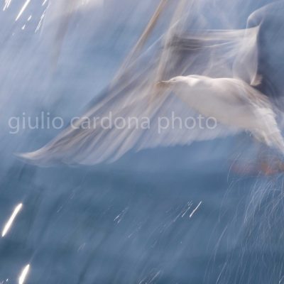 il volo del colibrì 50 x 100