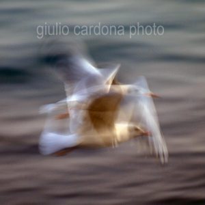 fotografia di categoria B una misura disponibile: 30cm x 30cm o inferiore. si consiglia: stampa su forex, alluminio o tela pittorica.