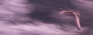 fotografia di categoria A una misura disponibile: 30cm x 80c. si consiglia: stampa su alluminio.