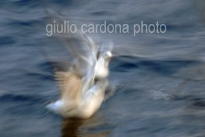 fotografia di categoria B una misura disponibile: 60cm x 90cm o inferiore. si consiglia: stampa su forex, alluminio o tela pittorica.