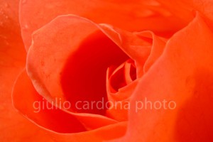 la soave passione 50 x 75