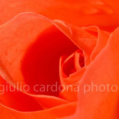 la soave passione 50 x 75