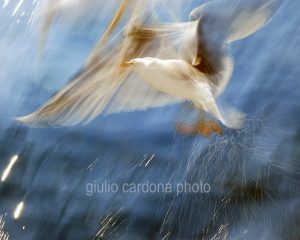 fotografia di categoria B due misure disponibili: 60cm x 75cm o inferiore. si consiglia: stampa su forex, alluminio o tela pittorica.