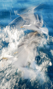 fotografia di categoria A una misura disponibile: 75cm x 45cm o inferiore. si consiglia: stampa su tela pittorica.