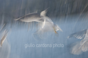 fotografia di categoria A due misure disponibili: 60cm x 90cm o inferiore. si consiglia: stampa su forex, alluminio o tela pittorica. questa immagine fa parte dell'opera a quattro mani con la pittrice Claudia Giraudo nell'opera "OASI"