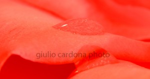 oasi del deserto 40x75