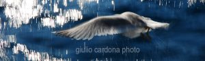 fotografia di categoria A una misura disponibile: 30cm x 100cm o inferiore. si consiglia: stampa su tela pittorica.
