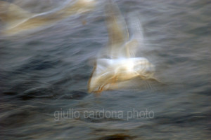 fotografia di categoria A due misure disponibili: 60cm x 90cm o inferiore. si consiglia: stampa su forex, alluminio o tela pittorica.