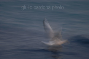 fotografia di categoria B due misure disponibili: 60cm x 90cm o inferiore. si consiglia: stampa su forex, alluminio o tela pittorica.