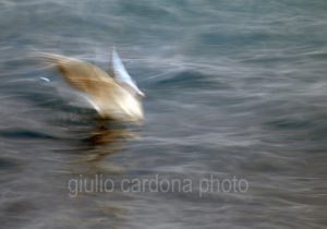 fotografia di categoria A due misure disponibili: 60cm x 90cm o inferiore. si consiglia: stampa su forex, alluminio o tela pittorica.