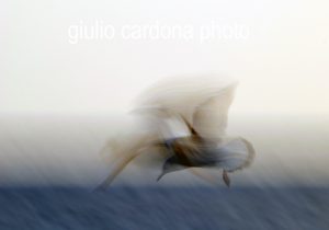 fotografia di categoria B due misure disponibili: 60cm x 90cm o inferiore. si consiglia: stampa su forex, alluminio o tela pittorica.