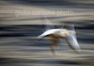 fotografia di categoria A due misure disponibili: 60cm x 90cm o inferiore. si consiglia: stampa su forex, alluminio o tela pittorica.