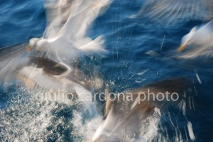 domenica pomeriggio 50x75