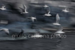 gli amici 50 x 75