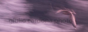 la farfalla infrared 30x80