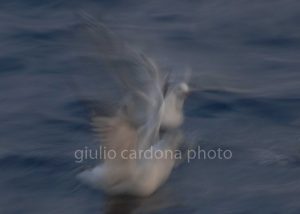 la simbiosi 50x75
