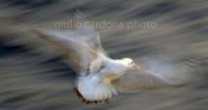 vola con me 40x75