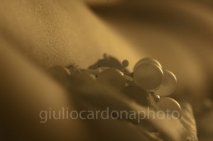 DSC_3627