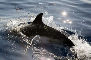 _DSC0065
