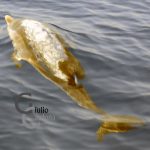 Un tuffo nel blu